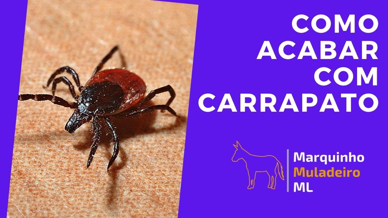 COMO ACABAR COM CARRAPATO - YouTube