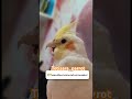 خب وظیفشو باموفقیت انجام داد وقت استراحت خودشه Birds Lovebirds Cockatiel گرینچیک 