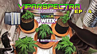 4 - EPISÓDIO - 4 WEEK VIPARSPECTRA XS1500PRO LEDGROWLIGHT TODO PASSO A PASSO, PLANTAS CULTIVO INDOOR