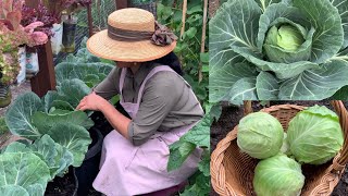 How to grow cabbage without chemical 🥬 ปลูกกระหล่ำปลีแบบไม่มีแมลงค่ะ