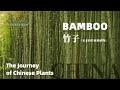 The Journey of Chinese Plants BAMBOO | 1080P | 影响世界的中国植物 竹子