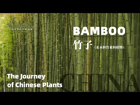 The Journey of Chinese Plants BAMBOO | 1080P