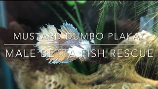 Male Betta Fish Rescue | Glow Up & Transformation | Mustard Dumbo Plakat