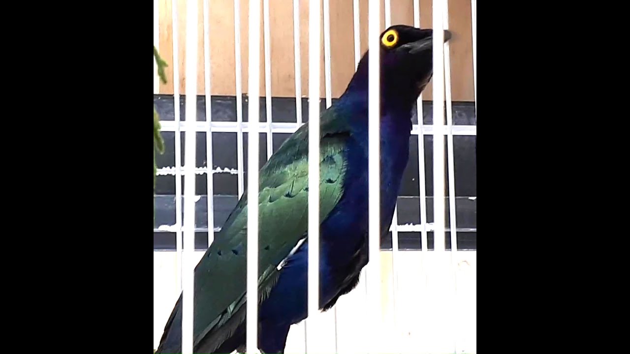 CHOUCADOR POURPRÉ - PURPLE STARLING - Lamprotornis purpureus