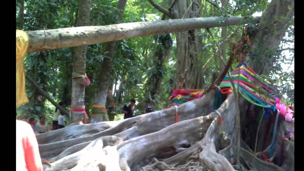 ป่าคำโชนด เมืองพญานาค อุดรธานี - YouTube