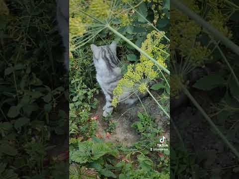 #кошка #кот #котики #забавныеживотные #забавныекотики #shorts #shortsvideo #британец