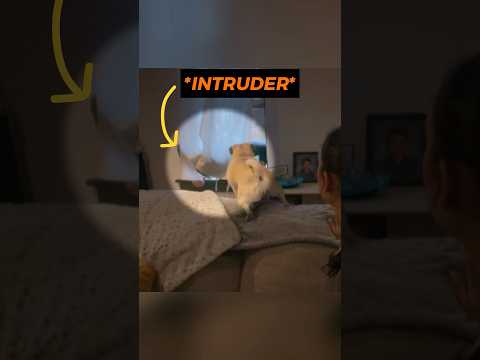 Intruder Picked the Wrong House 😳