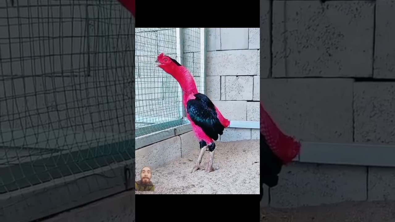 Top 3 💪 Rooster 🔥 