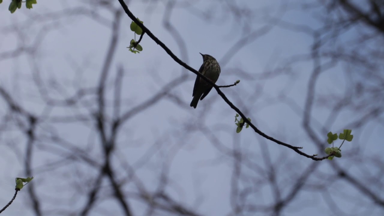 Louisiana Waterthrush 