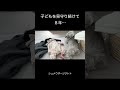 優しすぎるシュナウザーの日常 #犬と赤ちゃん