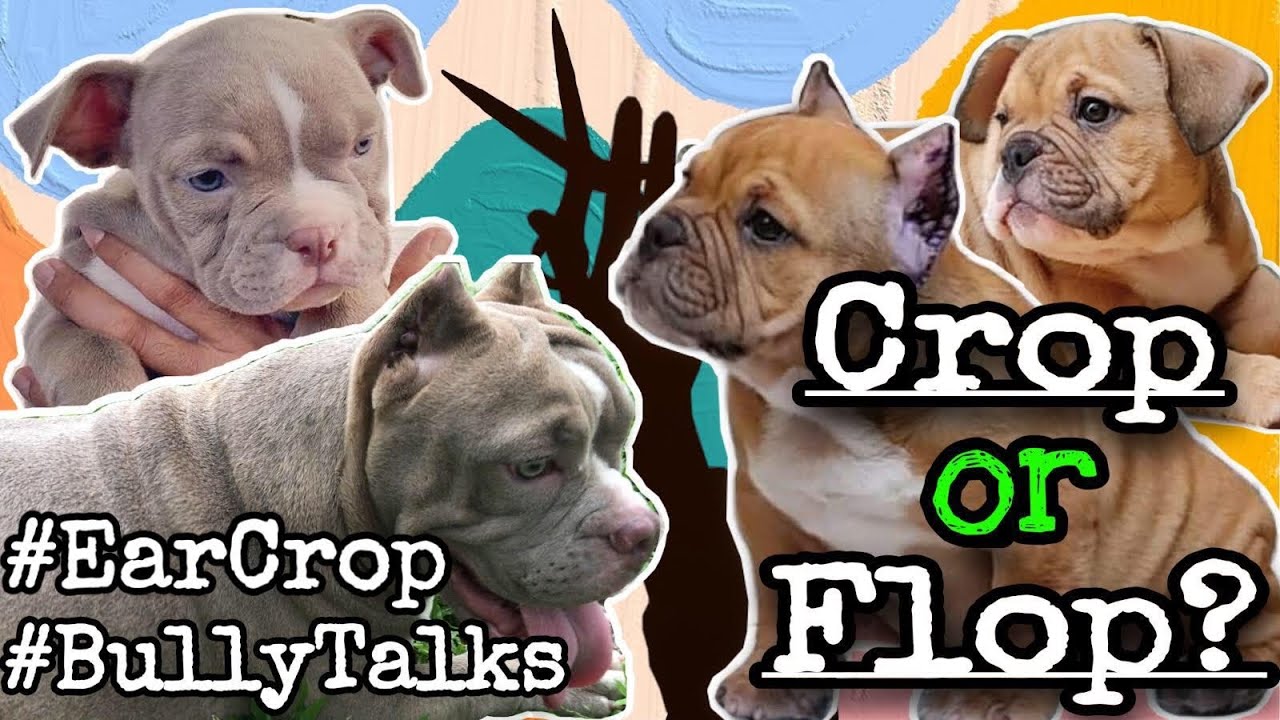 EAR CROP SA BULLIES/BAT GINAGAWA/CROP STYLES NI CARDI AT YOGA/MAGKANO