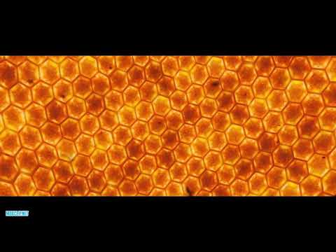 Пчеловод-Rasa Премьера Клипа 2019
