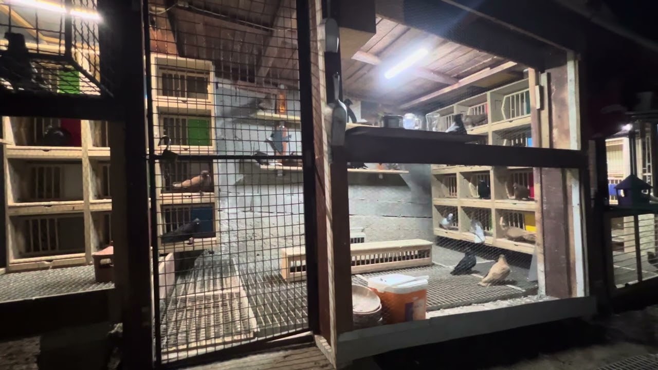 Enes Đekić Tutin +381694788888