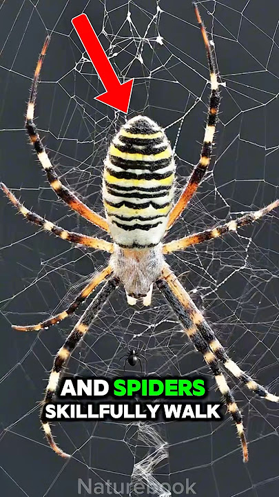 How spiders walk on webs ? you never know ! #animals #nature #wildlife