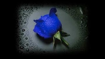 John Fox - The Rose