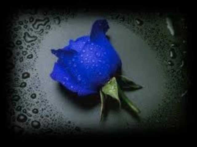 John Fox - The Rose