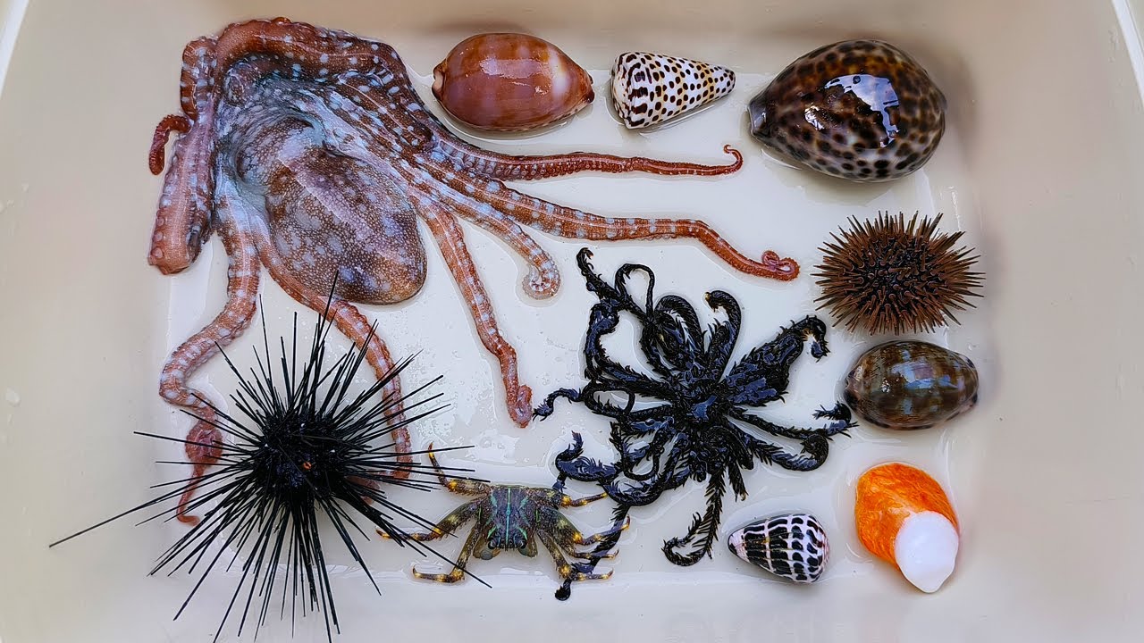 Menemukan siput kerang, keong, kelomang, kepiting, starfish, ikan laut, ikan buntal, gurita, landak