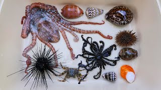 Find shell snails, conch, hermit crabs, crabs, starfish, sea fish, puffer fish, octopus, sea urchin