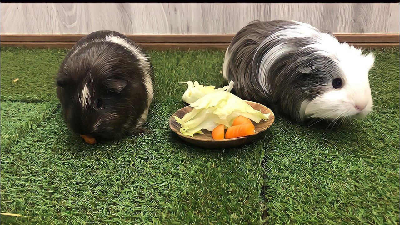 Stunning Guinea Pig Veggie Morsels image