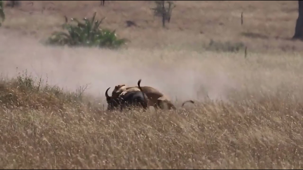 Young male Lion takes down a Buffalo