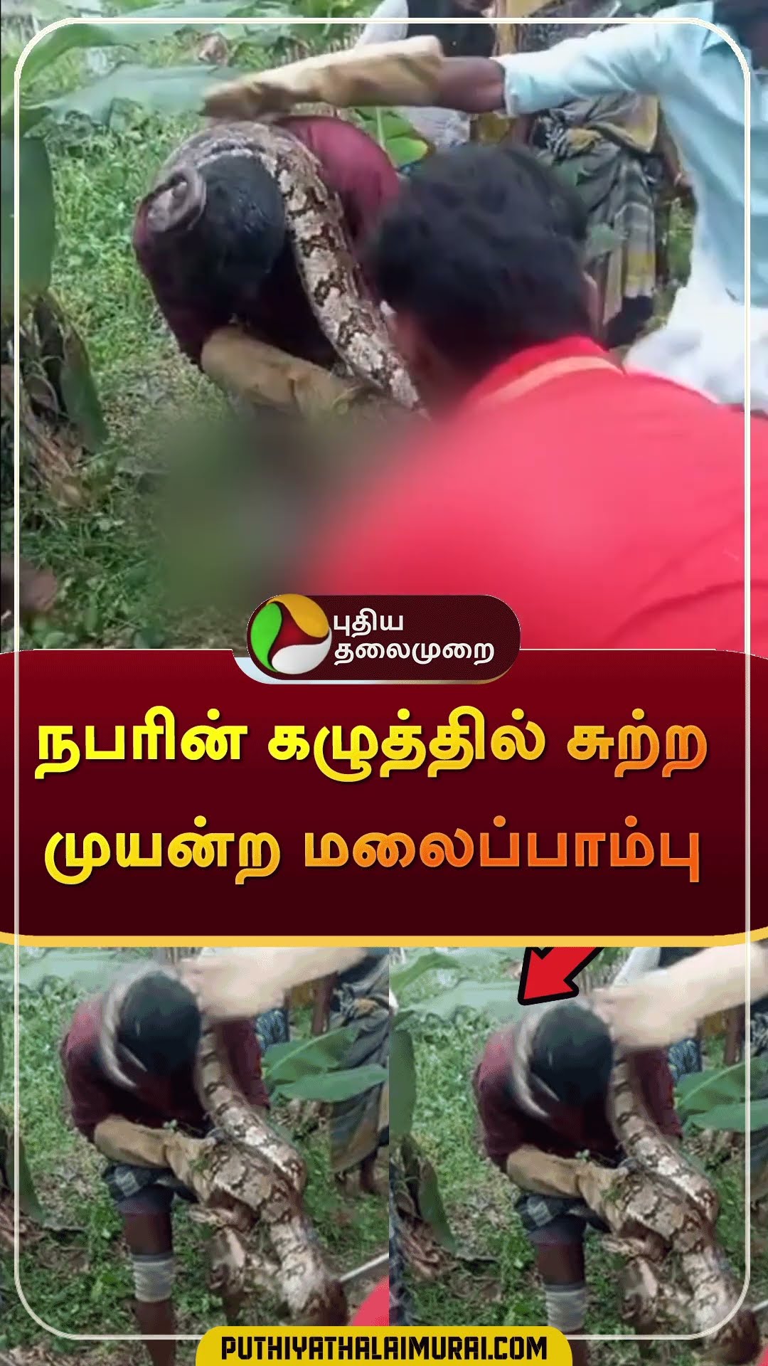 நபரின் கழுத்தில் சுற்ற முயன்ற மலைப்பாம்பு | #Shorts | #python | #snake