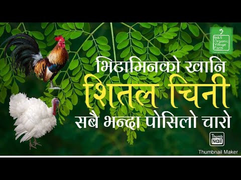 Moringa Juice – best organic nutrition drinks for chickens 🐓