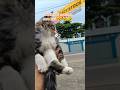 menikmati suasana sore hari..#cat #fypシ゚viral