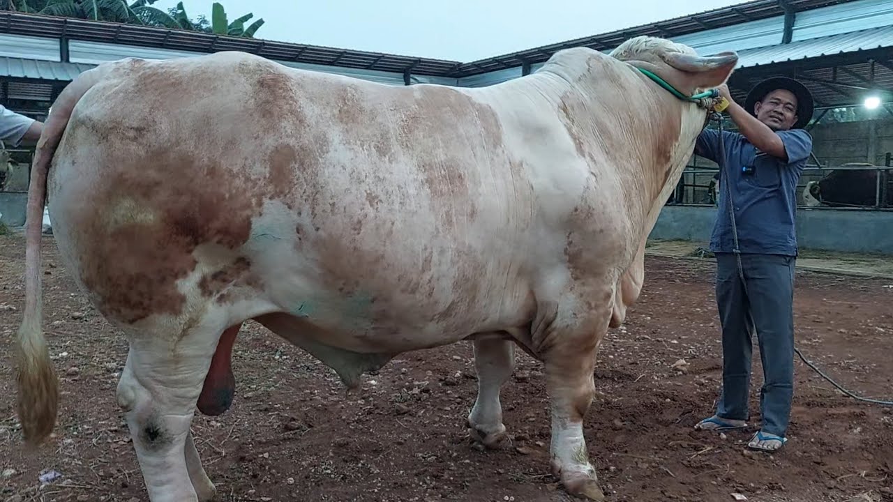SAPI ALBINO TERBOKING !! CEK BOBOT SAPI 1TON UP SUMBER TERNAK - YouTube