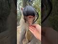 Guess the animals name ❓️ #facts #mindbendingquiz #trending #quiz #viralvideo #omgquiz #quizness