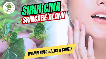WOW‼️ MANFAAT DAUN SIRIH CINA UNTUK KECANTIKAN & WAJAH KITA