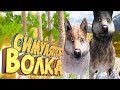 ВОЛК В ПОИСКАХ ВОЛЧИЦЫ - WOLF QUEST #1