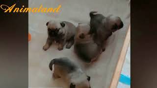 Adorable and funny pug compilation #5  cute and funny dog videos by Animaland 41 views 3 years ago 6 minutes