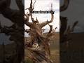 oldest tree!!