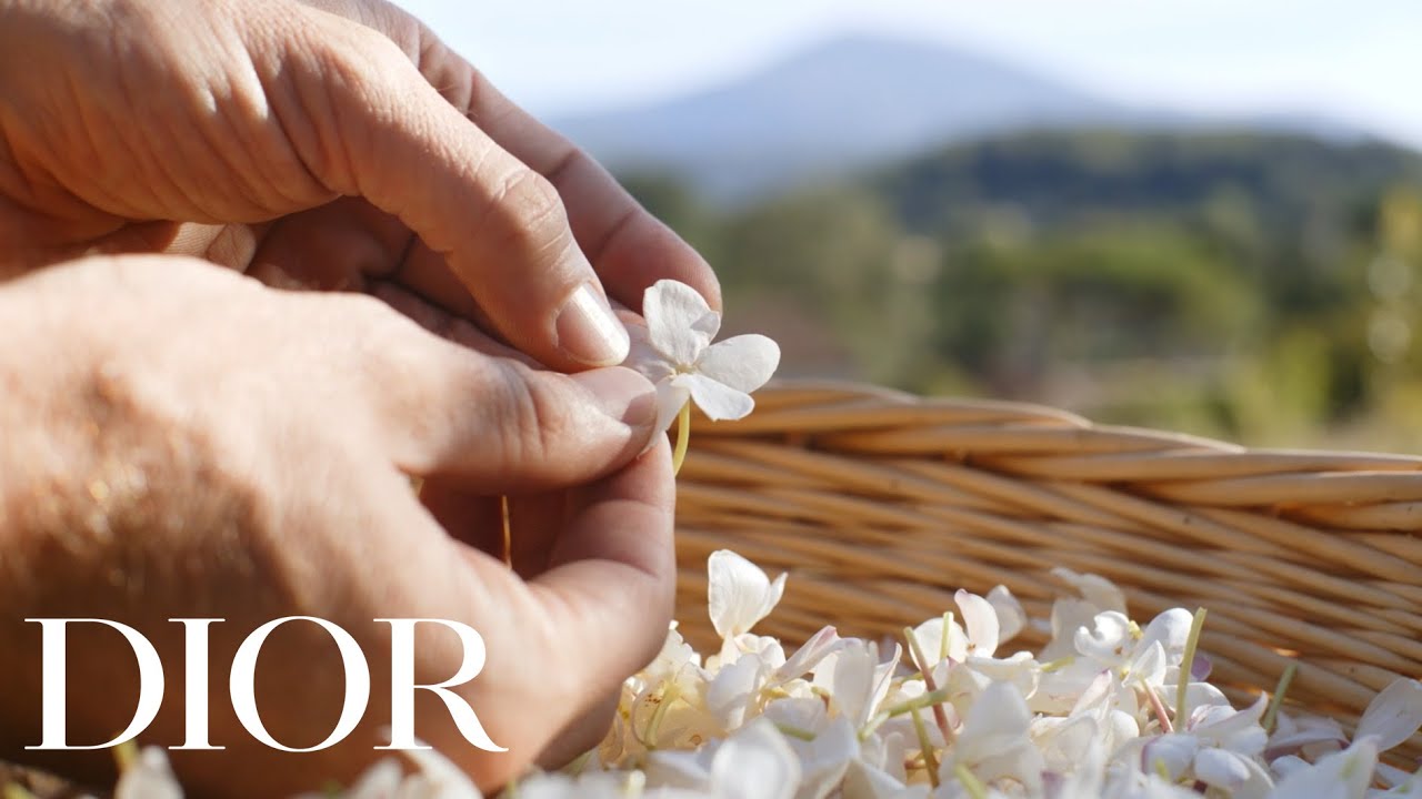 The Story Behind The Harvest of the Jasmine Flower in Grasse