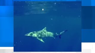 Alabama to launch first-in-nation shark alert system