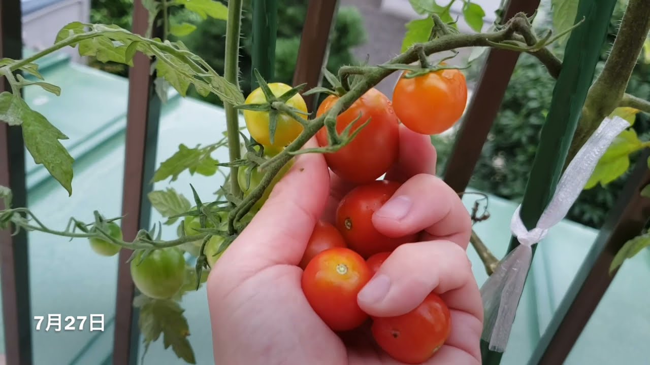 ベランダで美味しいミニトマトができました Mini Tomato On The Balcony Sweet And Delicious Im Happy Youtube