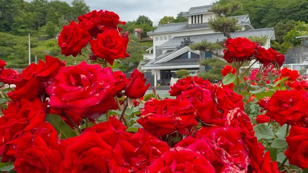 2026/05/22 It's the perfect time for photography! Kawara-kan Rose