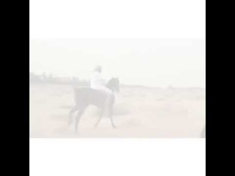 ال رفيدي بني وهب رفيده قحطان خياله الدهماء