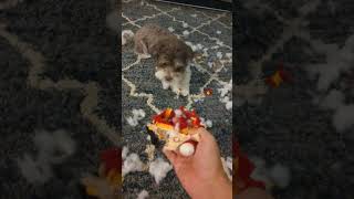 Havanese dog Coco destroys a stuffed toy