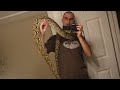 2 Year Old Mainland Male Reticulated Python