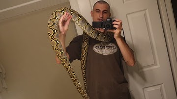 2 Year Old Mainland Male Reticulated Python