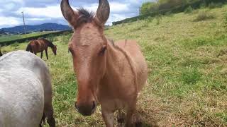 Muleto De Burro Pega Brasilero