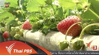 ลงทุนทำกิน : ธุรกิจปลูกสตรอว์เบอร์รีแบบเกษตรปลอดภัย (18 ม.ค. 59)