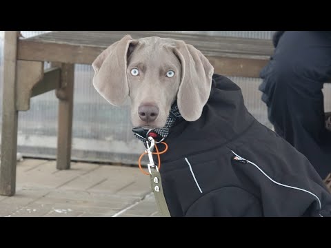 Догтренинг 474. Веймаранер- домосед. Лакомство - паста из пакетика за "сидеть" и "ко мне".