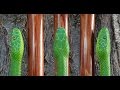 Green Mamba and Twin Spot Walking Stick #49