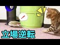 ハリネズミに追いかけられるビビリな子猫
