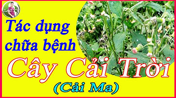 Tác dụng chữa bệnh cây cải trời (Cải ma)|LAS TV