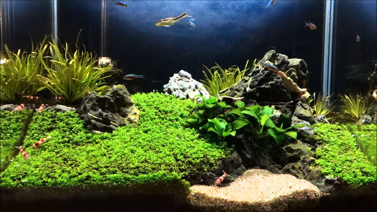 2 5 gallon fish