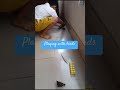 #video #birds