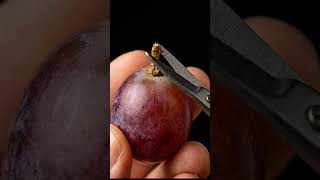 ​[Extreme Macro] The Crisp Sound of Cutting Grape Stems ✂️🍇